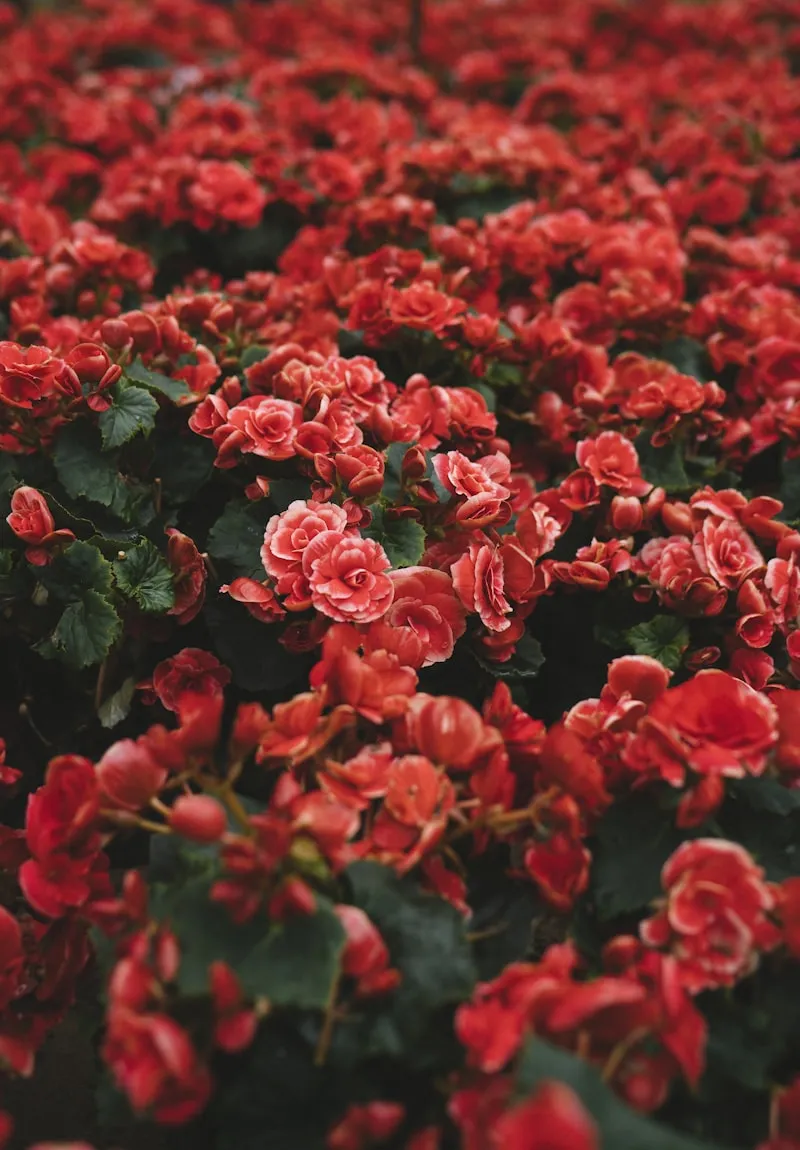 Social Post